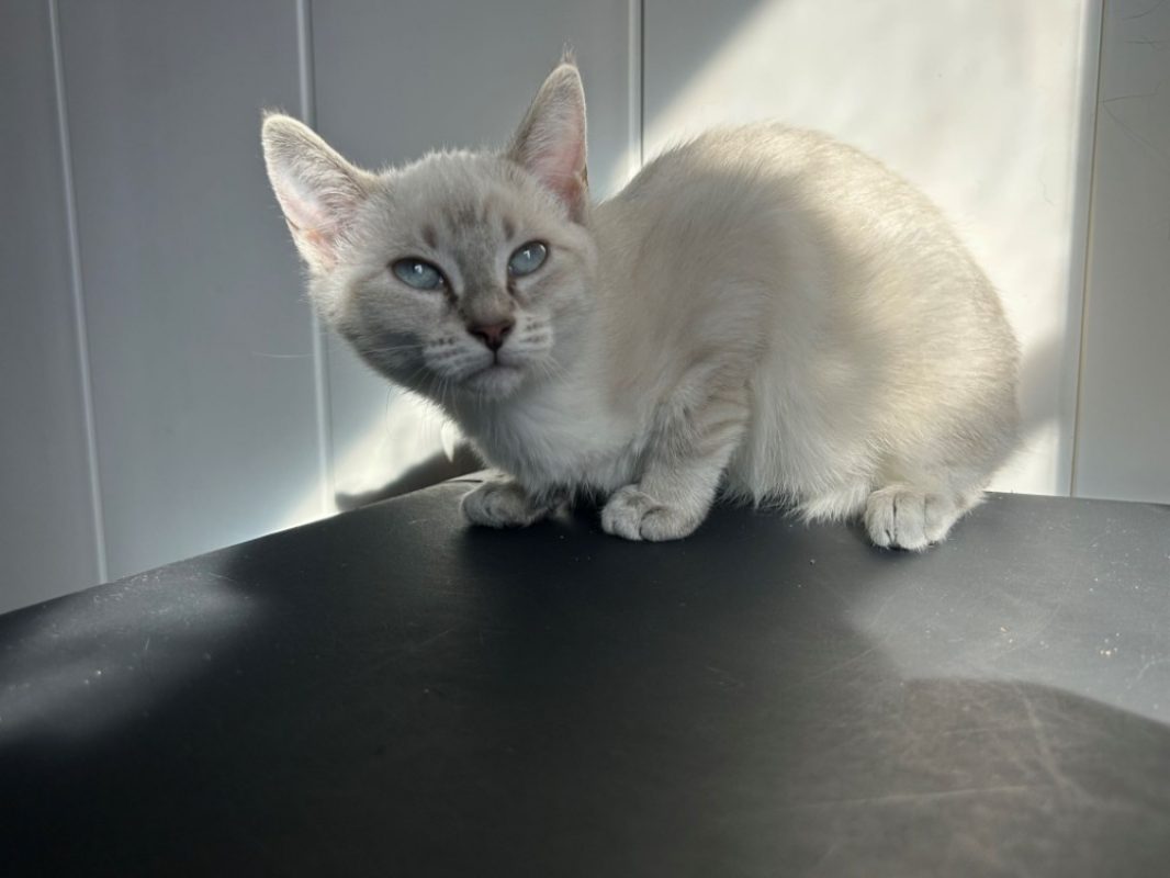 Bianca - Chat Européen à adopter