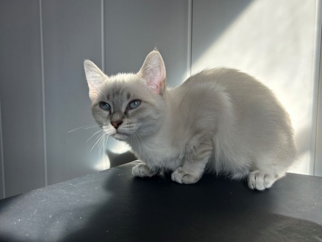 Bianca - Chat Européen à adopter - photo 2