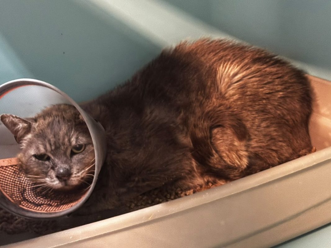 Domazan - Chat Européen à adopter