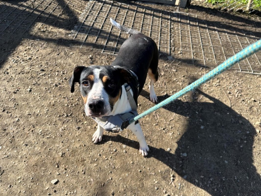 Unice - Chien Bouledogue Américain à adopter