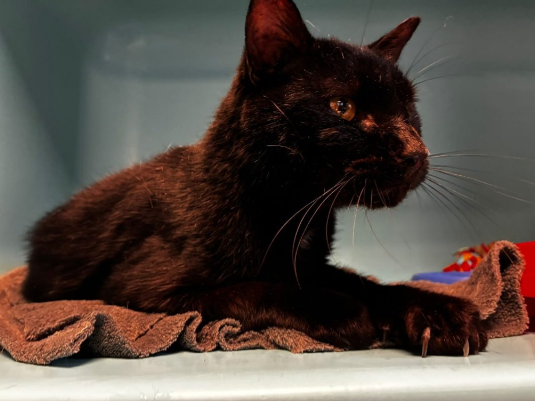 Noiro - Chat Européen à adopter