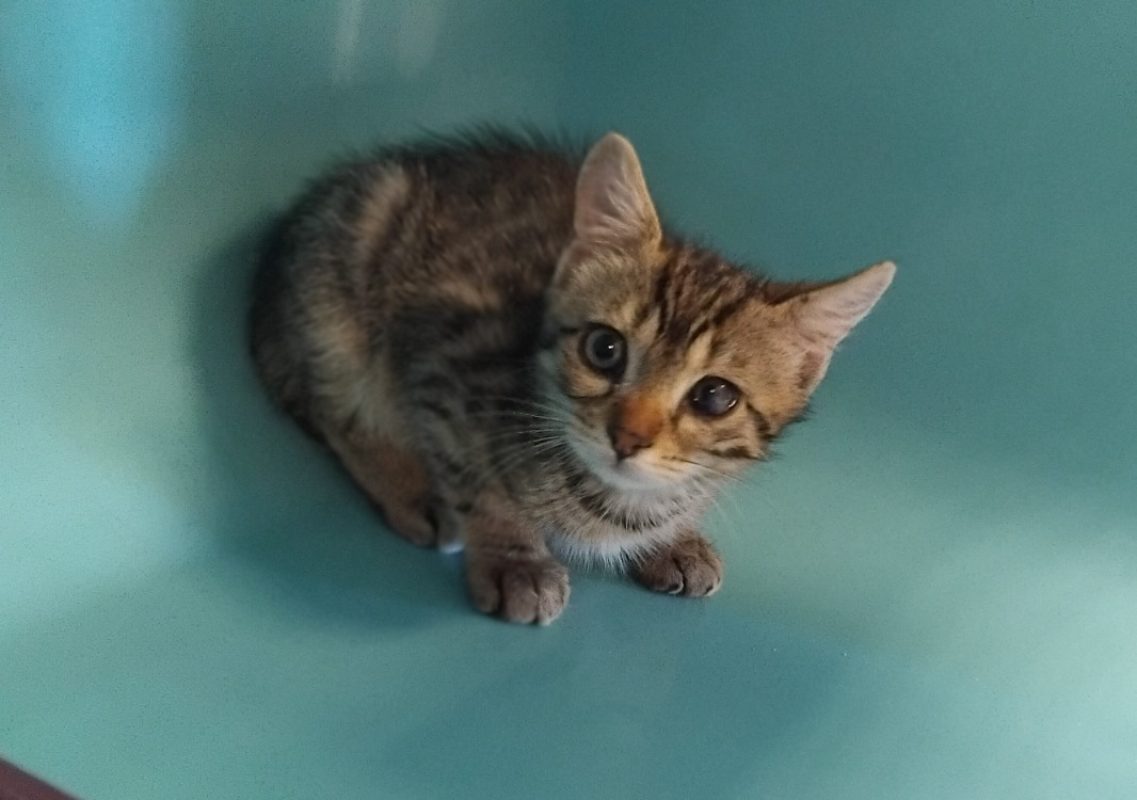 Marius - Chat Européen à adopter