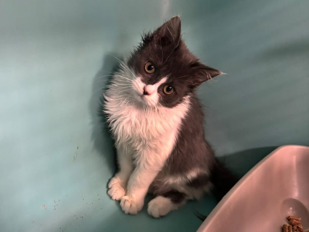 Raven - Chat Européen à adopter