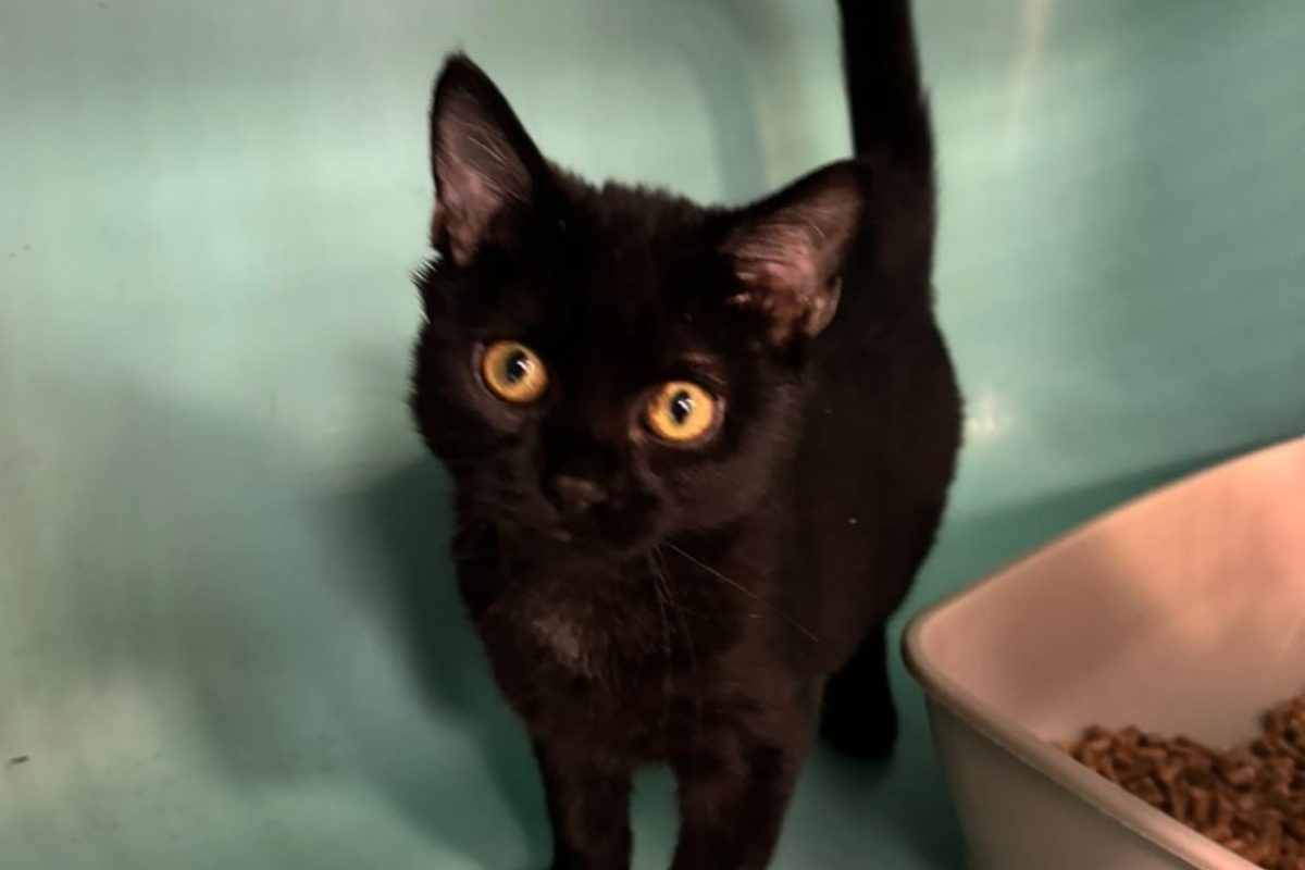 Phantom - Chat Européen à adopter