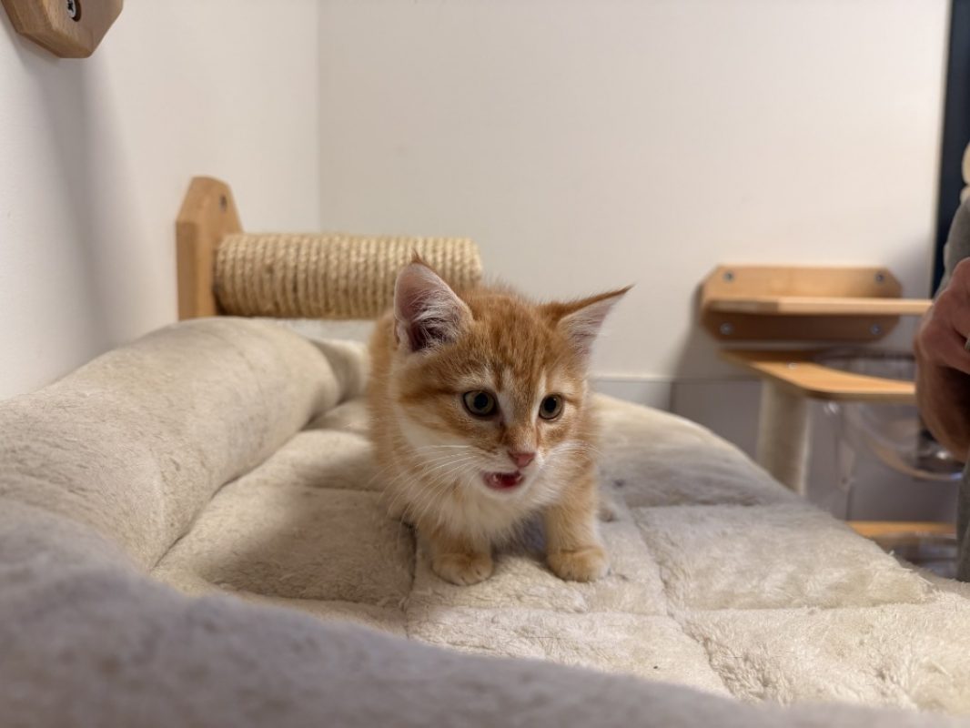 Benji - Chat Européen à adopter