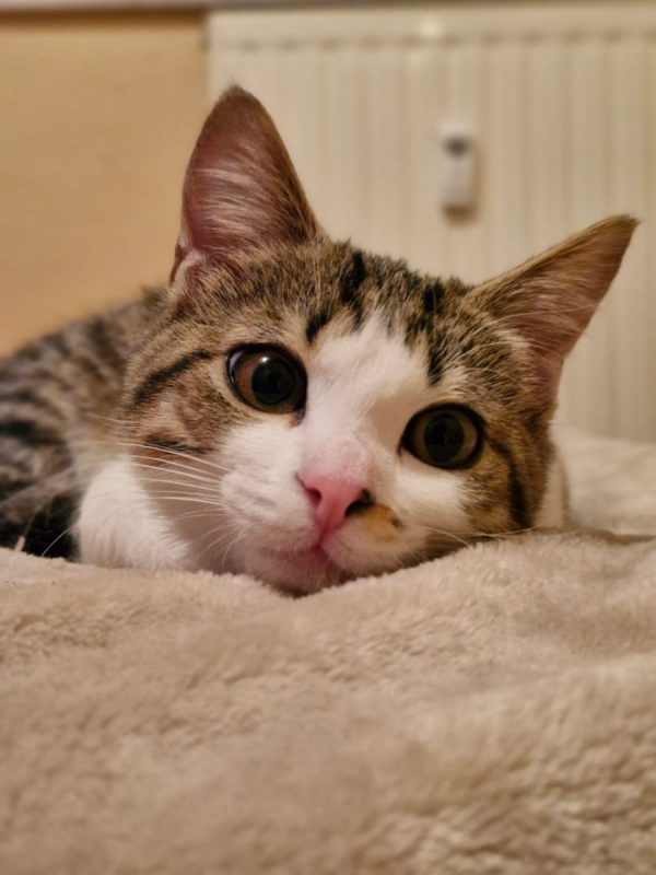 ÕAME - Chat Européen à adopter - photo 7