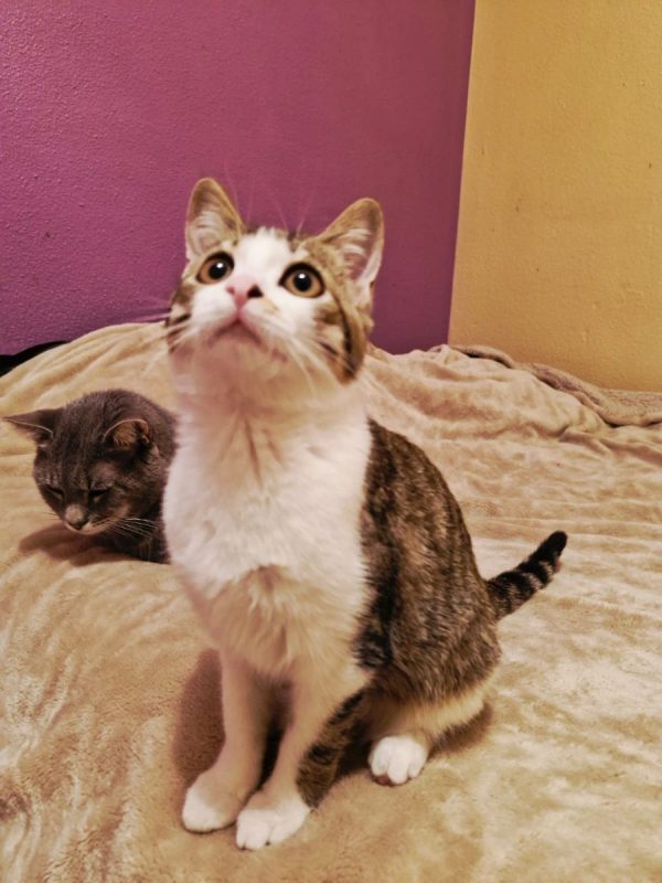ÕAME - Chat Européen à adopter - photo 5