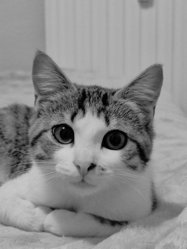 ÕAME - Chat Européen à adopter - photo 8