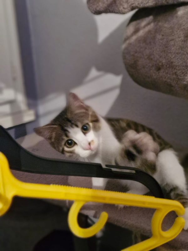 ÕAME - Chat Européen à adopter - photo 2