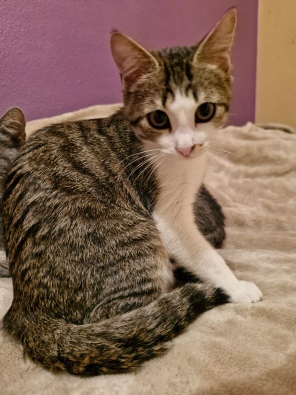 ÕAME - Chat Européen à adopter - photo 4