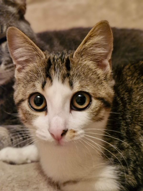 ÕAME - Chat Européen à adopter