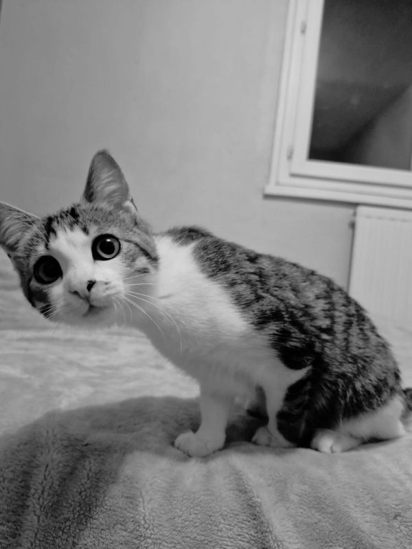 ÕAME - Chat Européen à adopter - photo 6