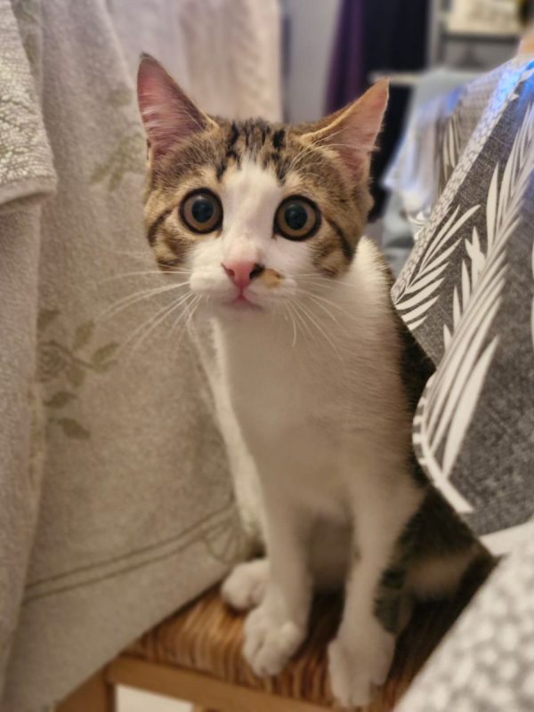ÕAME - Chat Européen à adopter - photo 3
