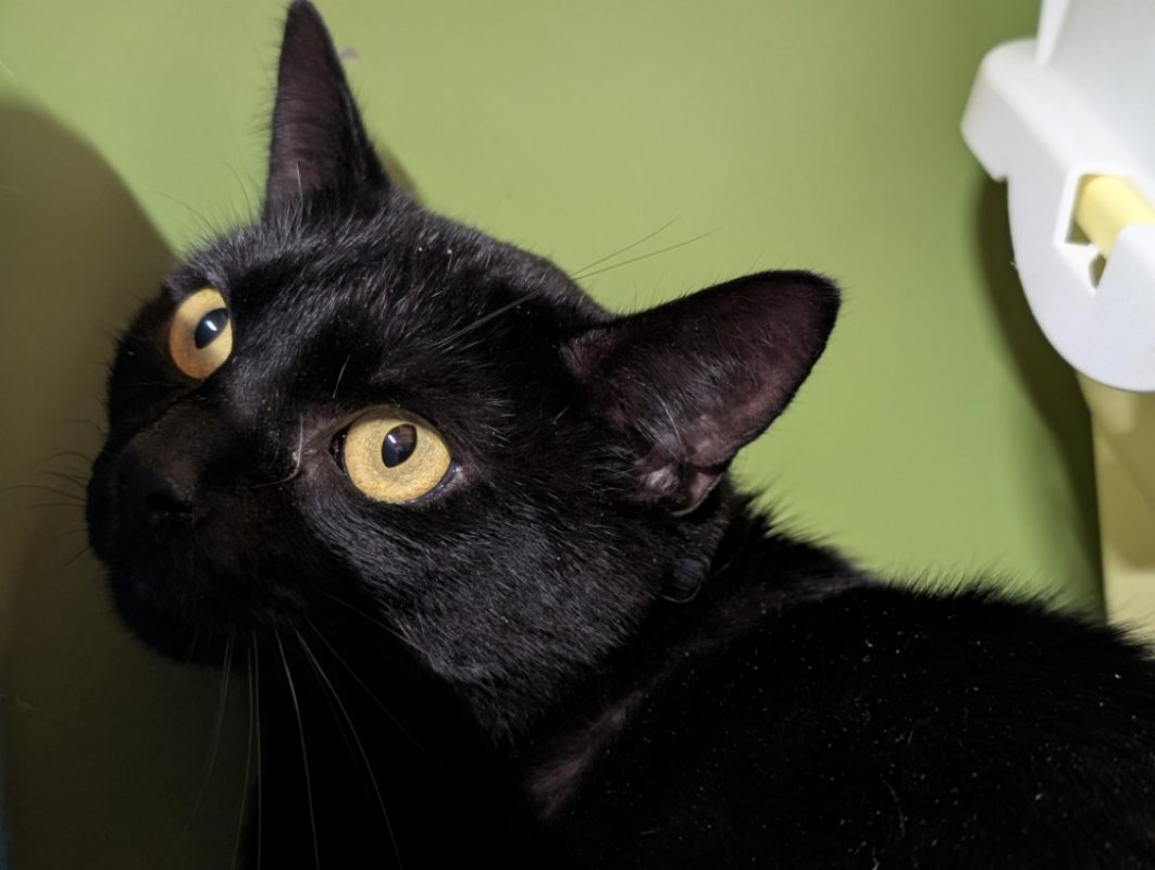 A17524 angela - Chat Européen à adopter