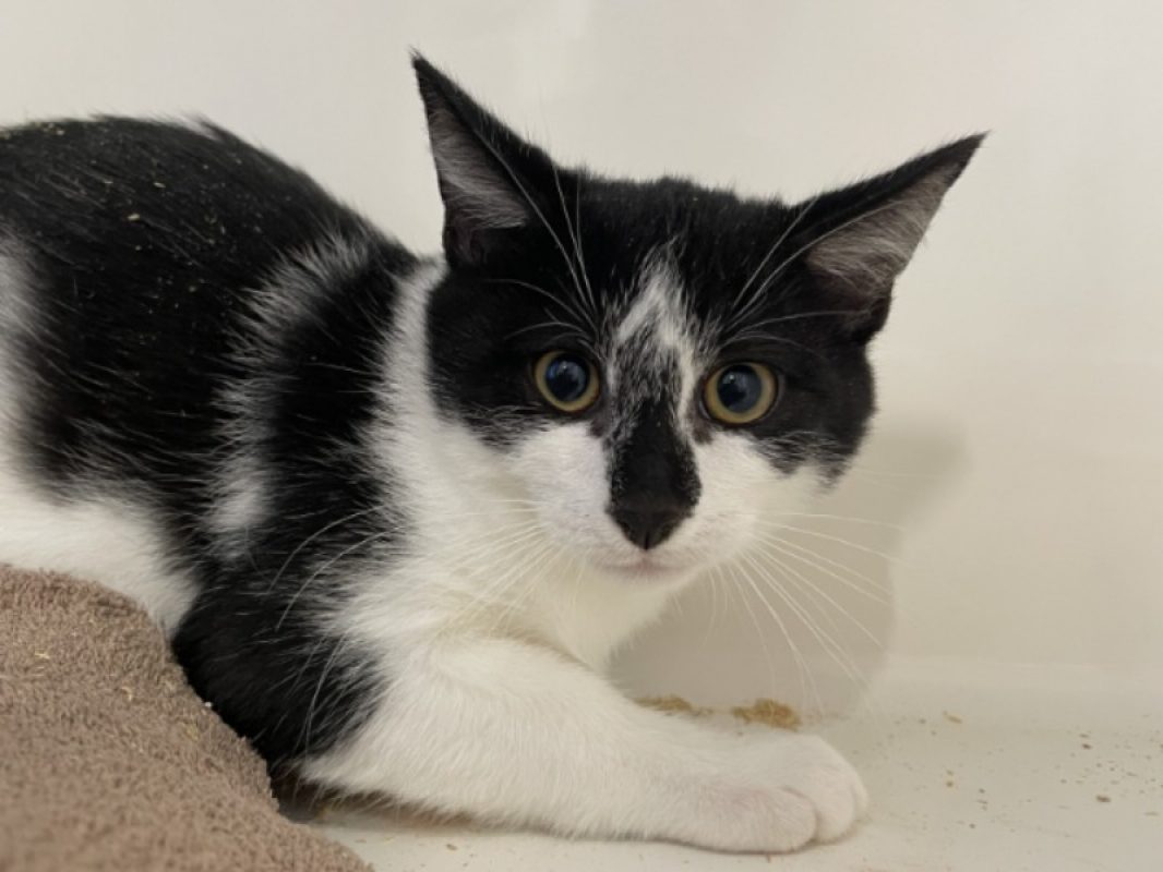 Lucky - Chat Européen à adopter