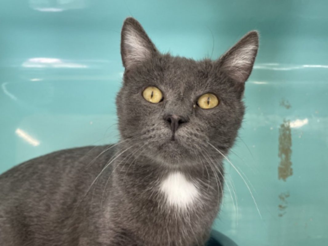 Rosario - Chat Européen à adopter