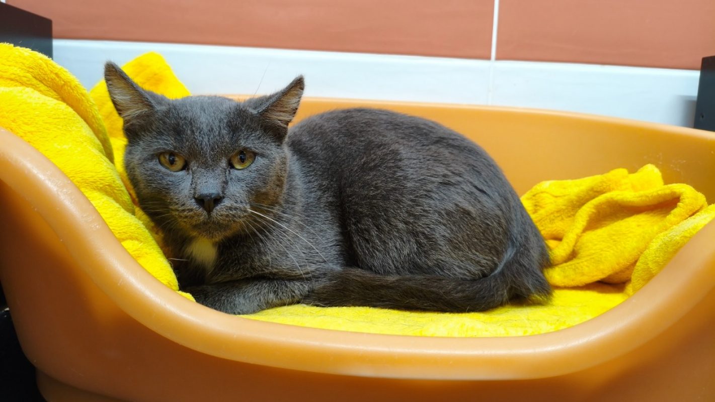 Rosario - Chat Européen à adopter - photo 2