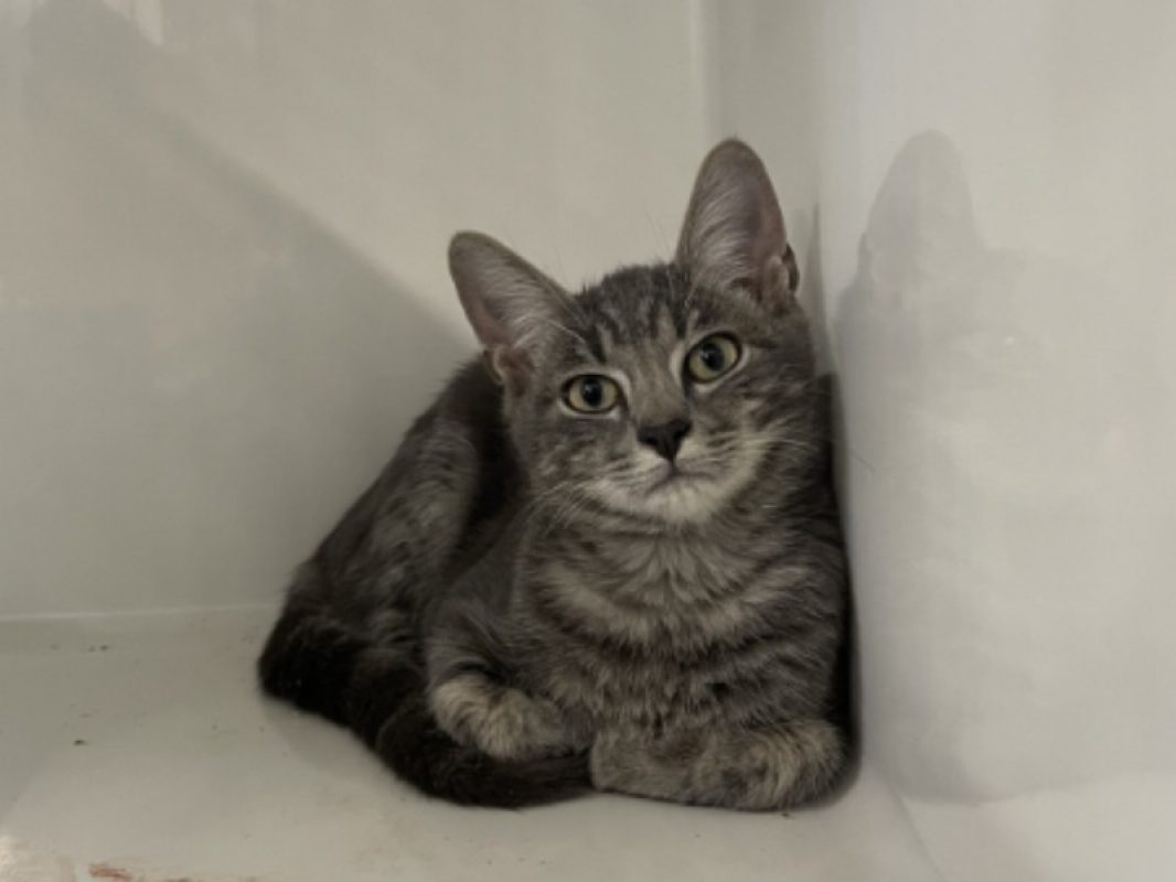 Macqueen - Chat Européen à adopter