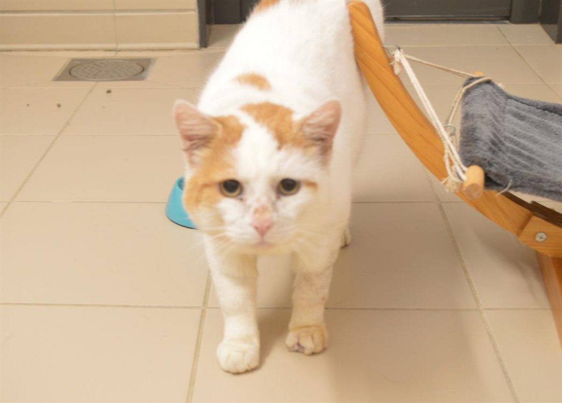 Anakin - Chat Européen à adopter