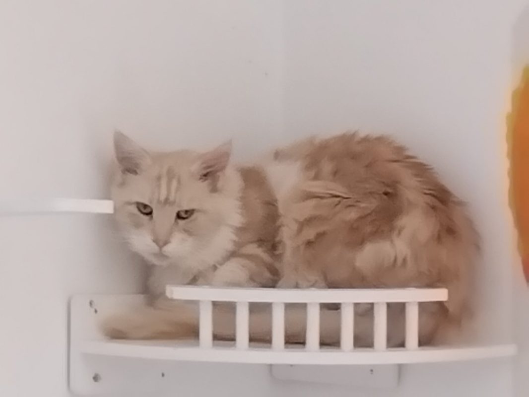 Pamela - Chat à adopter
