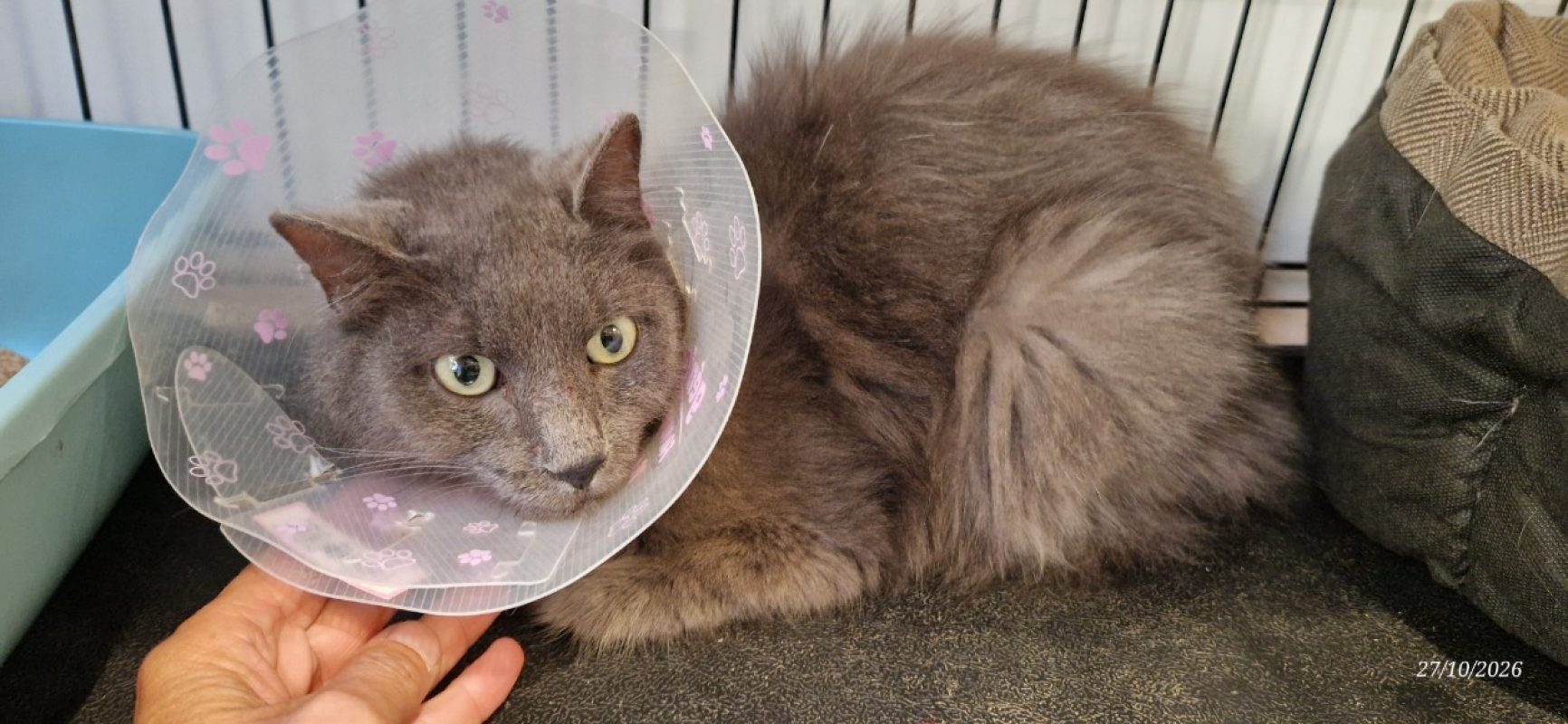 Sisi - Chat Européen à adopter