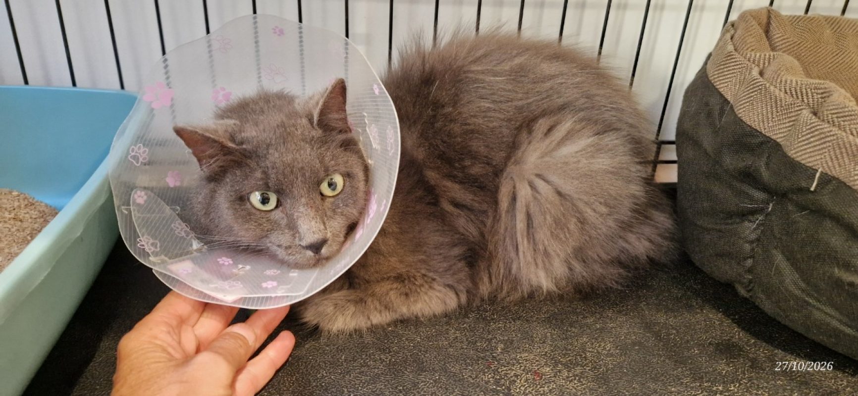 Sisi - Chat Européen à adopter - photo 2