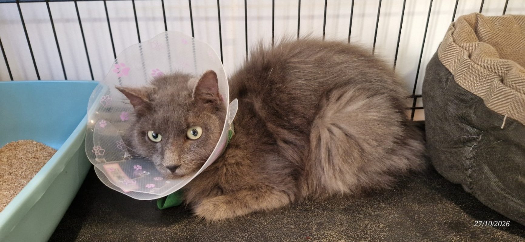 Sisi - Chat Européen à adopter - photo 3