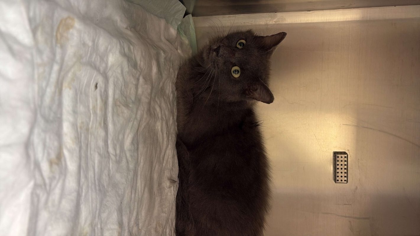 Sisi - Chat Européen à adopter - photo 4