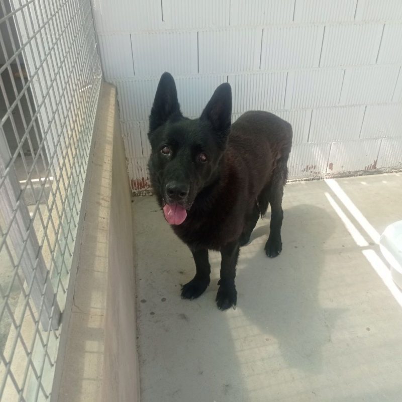 FOX - Chien Berger Allemand à adopter - photo 4