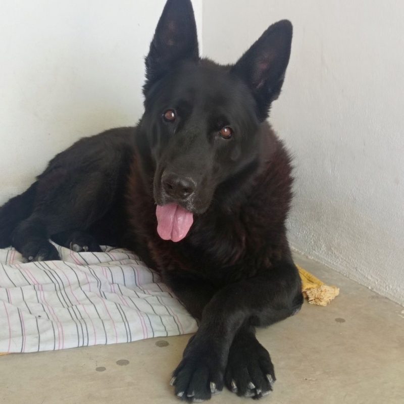 FOX - Chien Berger Allemand à adopter