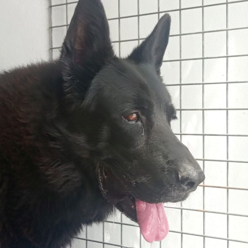 FOX - Chien Berger Allemand à adopter - photo 2
