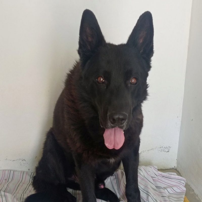 FOX - Chien Berger Allemand à adopter - photo 8