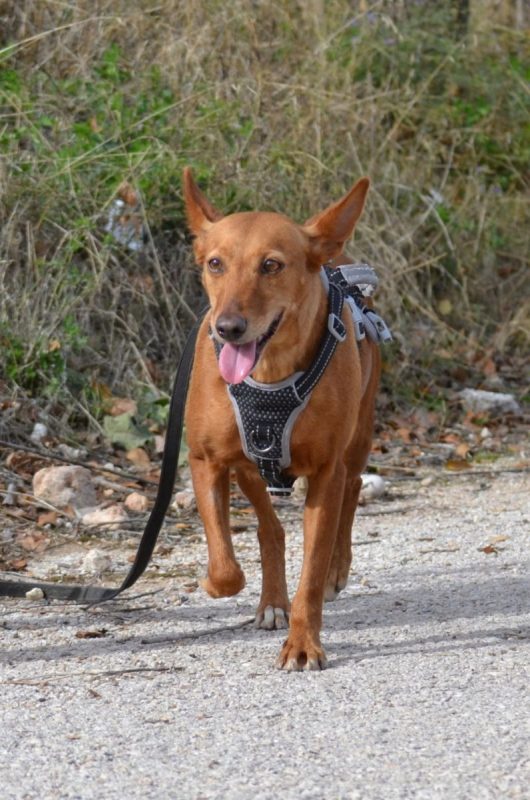 VILMA - Chien Podenco Canario à adopter - photo 7
