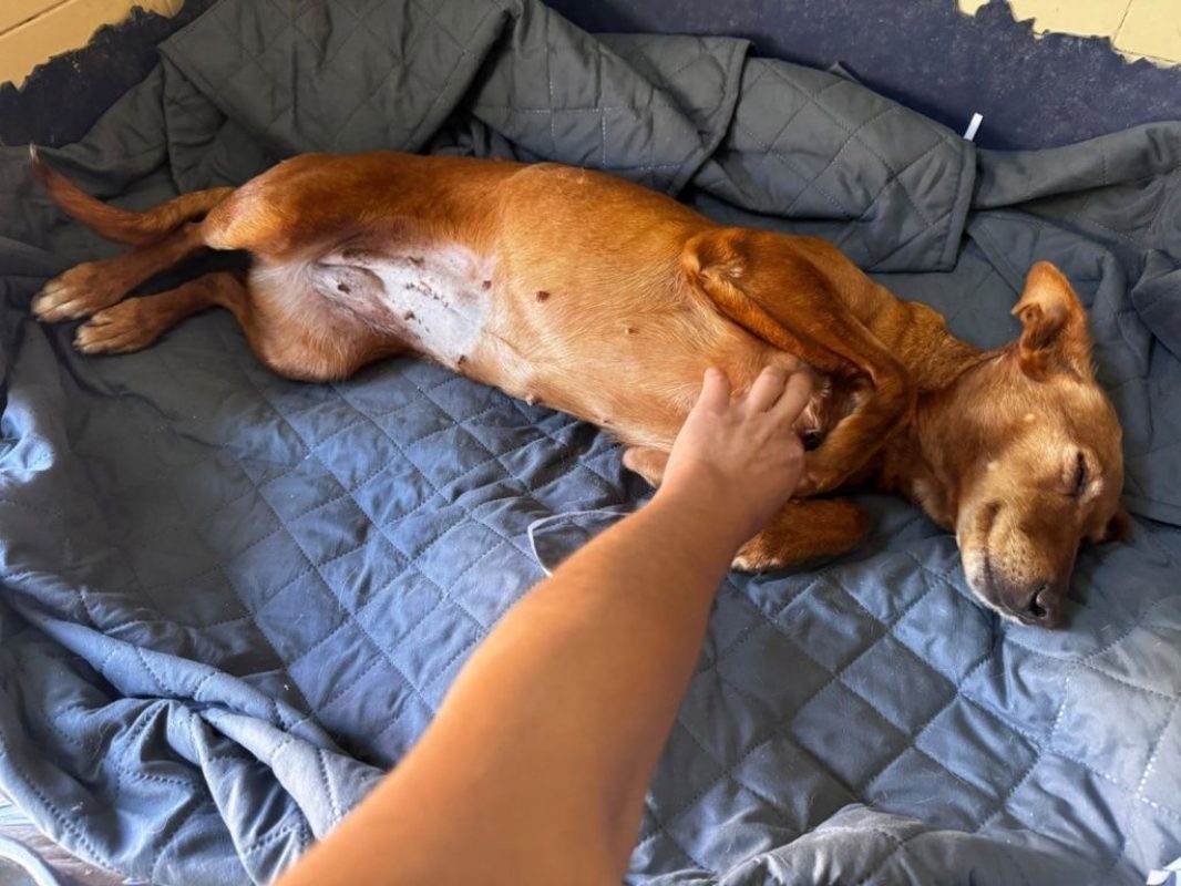 VILMA - Chien Podenco Canario à adopter - photo 5