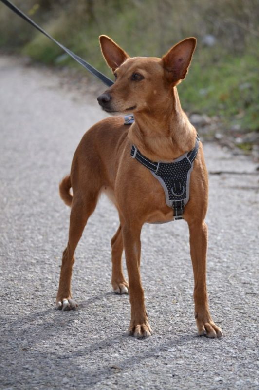 VILMA - Chien Podenco Canario à adopter - photo 4