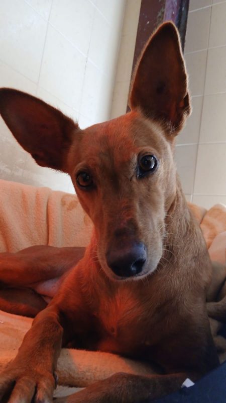 VILMA - Chien Podenco Canario à adopter - photo 3