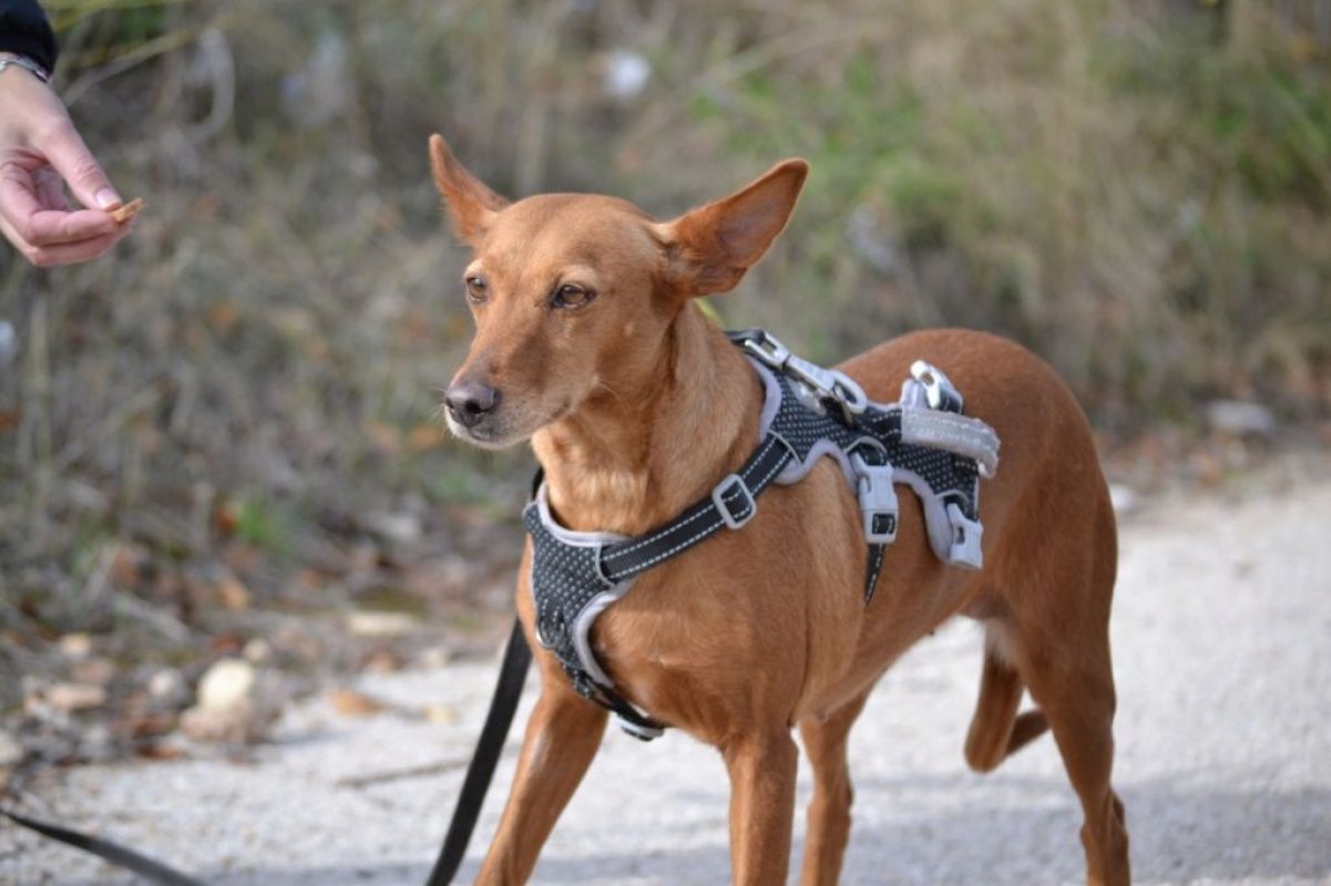VILMA - Chien Podenco Canario à adopter - photo 6