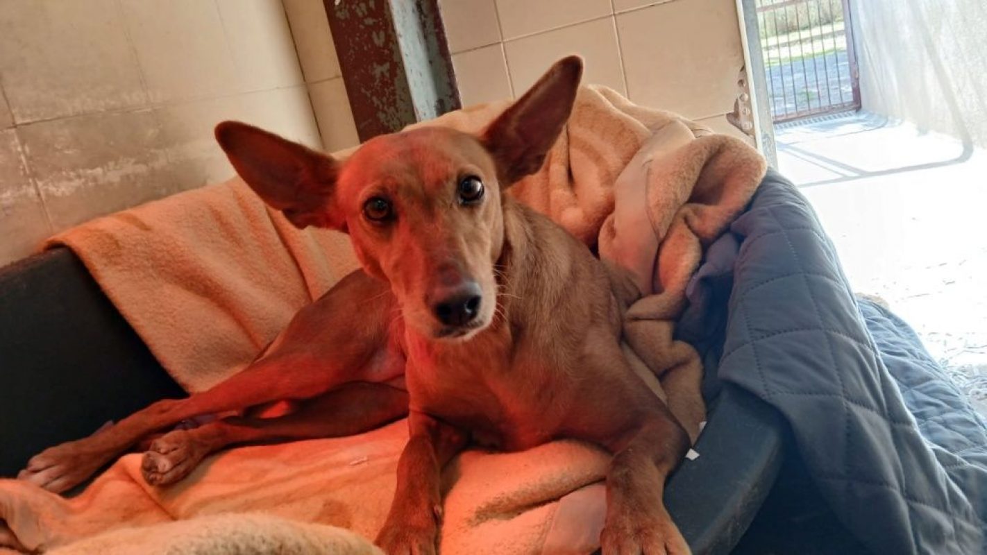 VILMA - Chien Podenco Canario à adopter - photo 2