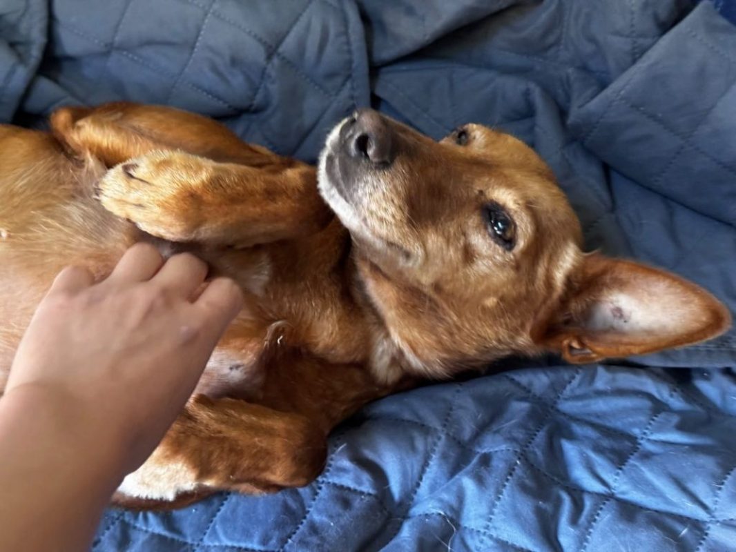 VILMA - Chien Podenco Canario à adopter