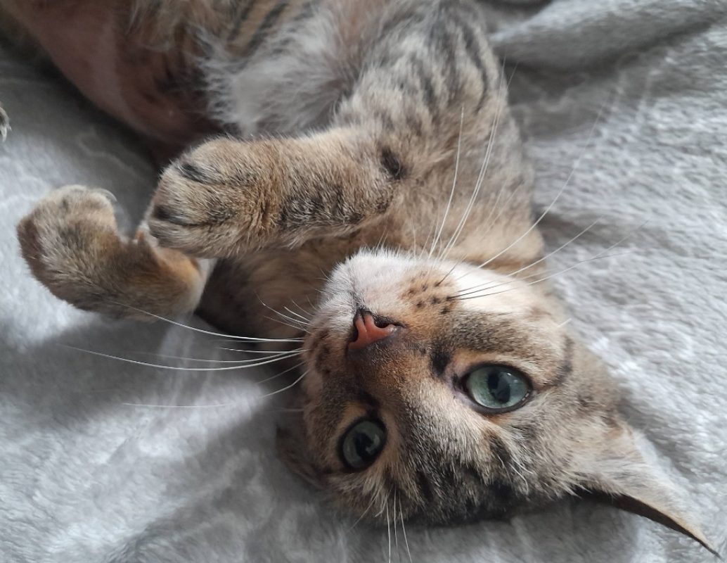 Timy - Chat Européen à adopter