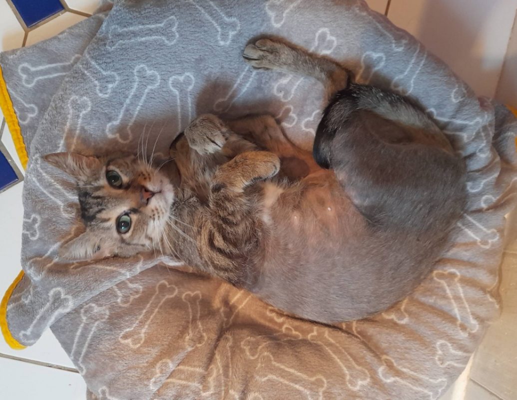 Timy - Chat Européen à adopter - photo 2