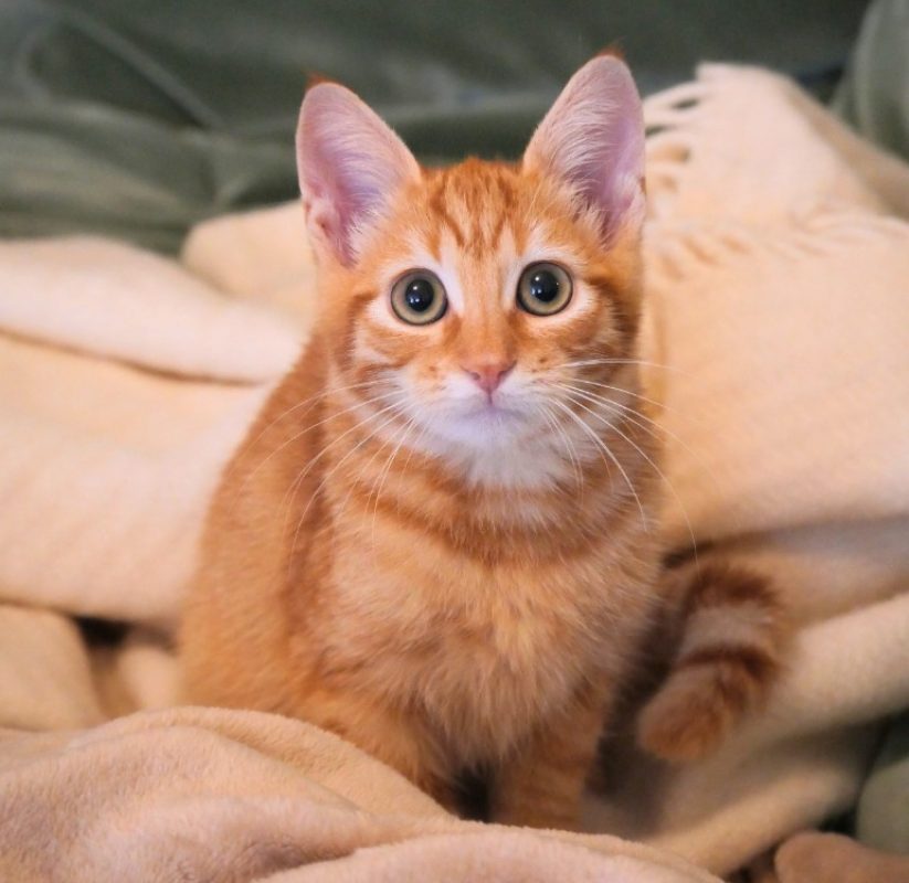 Peanut - Chat Européen à adopter