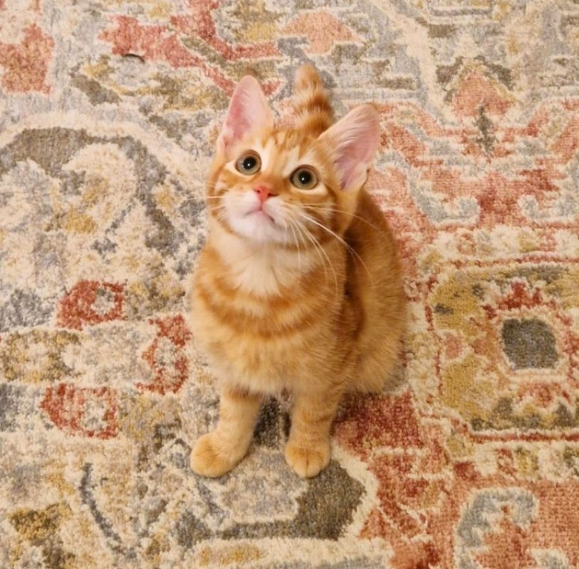 Peanut - Chat Européen à adopter - photo 2
