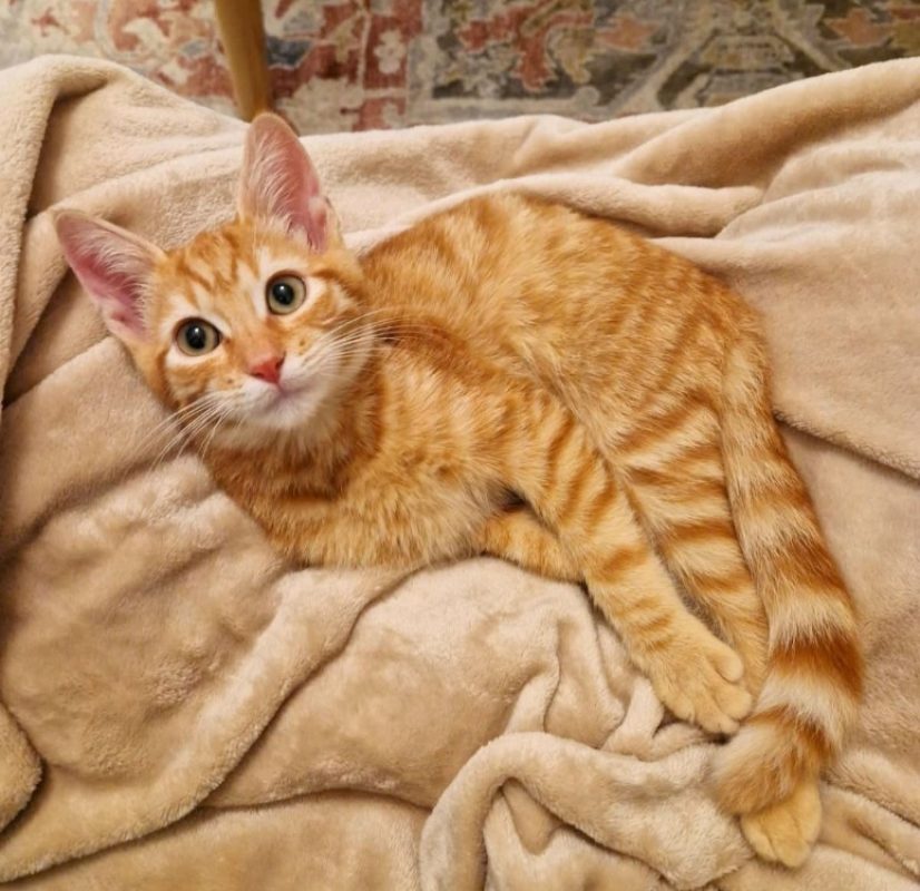 Peanut - Chat Européen à adopter - photo 3