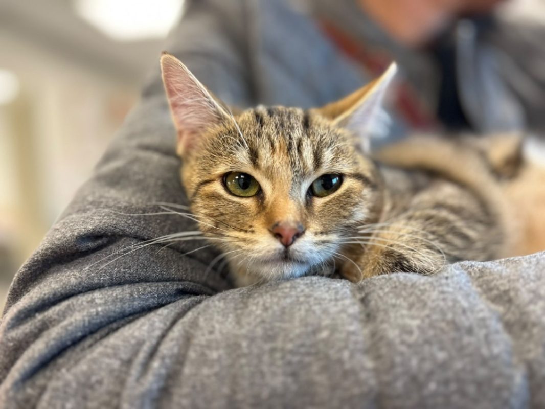 Baya - Chat Européen à adopter