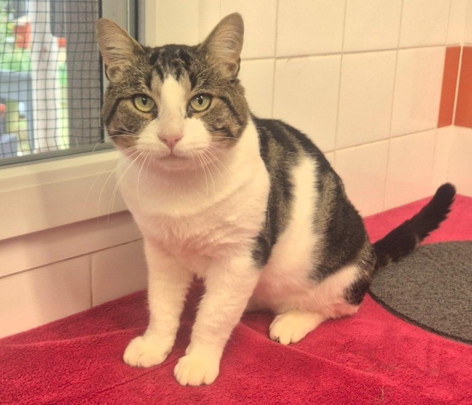 Soprano - Chat Européen à adopter