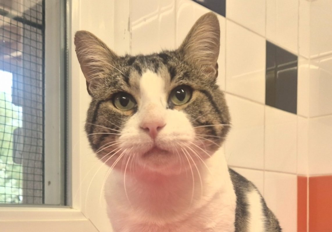 Soprano - Chat Européen à adopter - photo 2