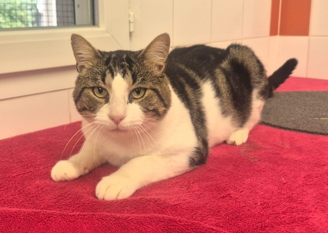Soprano - Chat Européen à adopter - photo 3