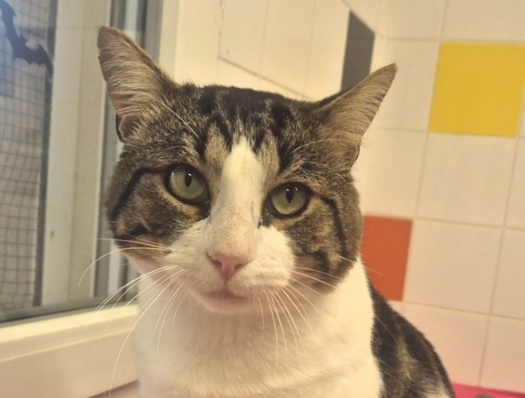 Soprano - Chat Européen à adopter - photo 4