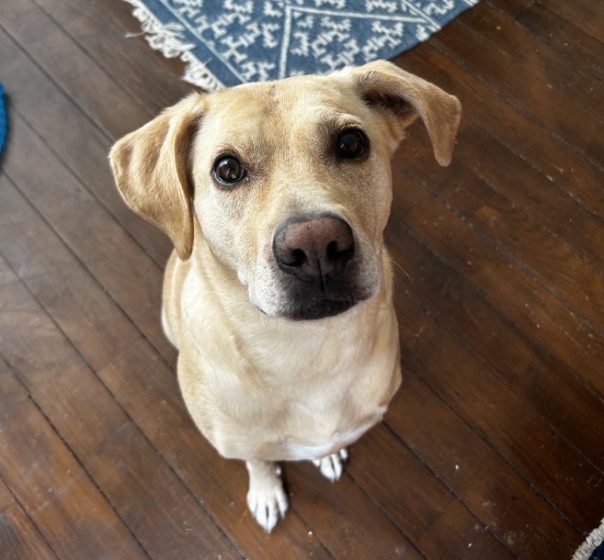 Sunny - Chien à adopter